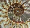Cut Ammonite Fossil (Half) - Agate Preservation #51246-2
